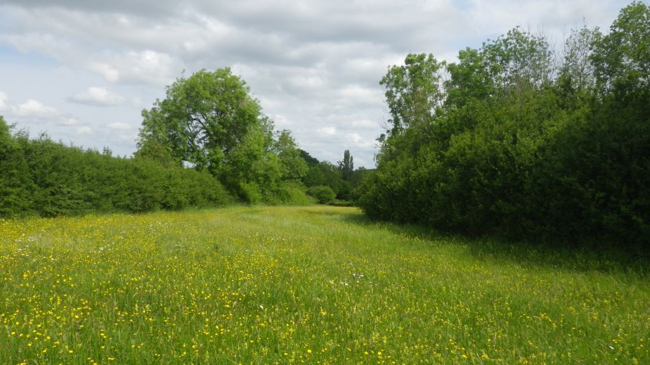 2019-06-05 17 Wild Meadow.JPG