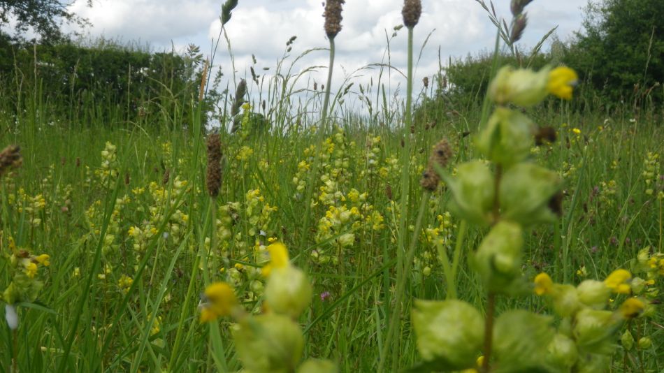 2019-06-05 18 Wild Meadow.JPG