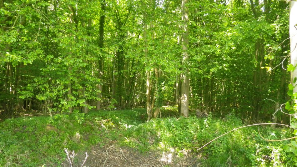 2019-06-05 19 Shotesham.JPG