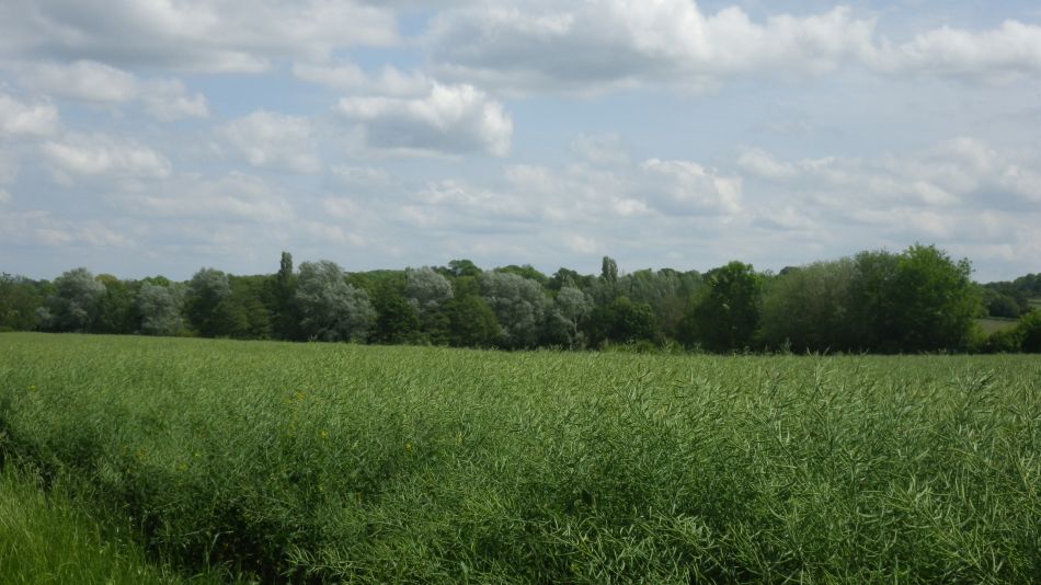 2019-06-05 20 Shotesham.JPG