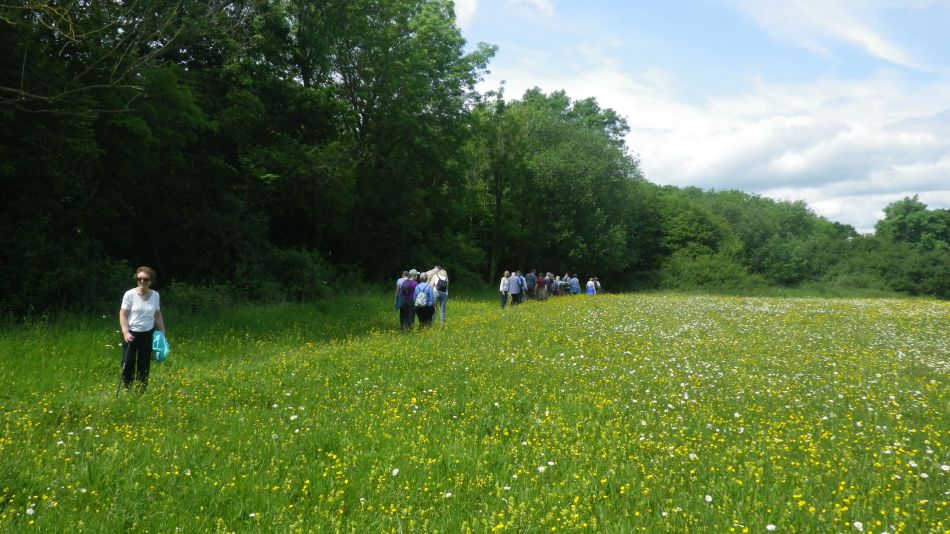 2019-06-05 21 Shotesham.JPG