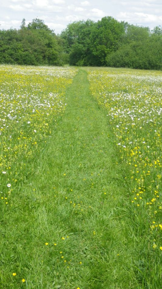 2019-06-05 22 Shotesham.JPG