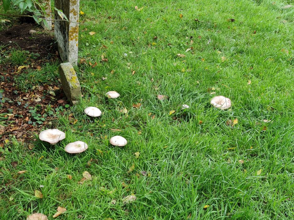 2023-10-04 04 Shotesham.jpg