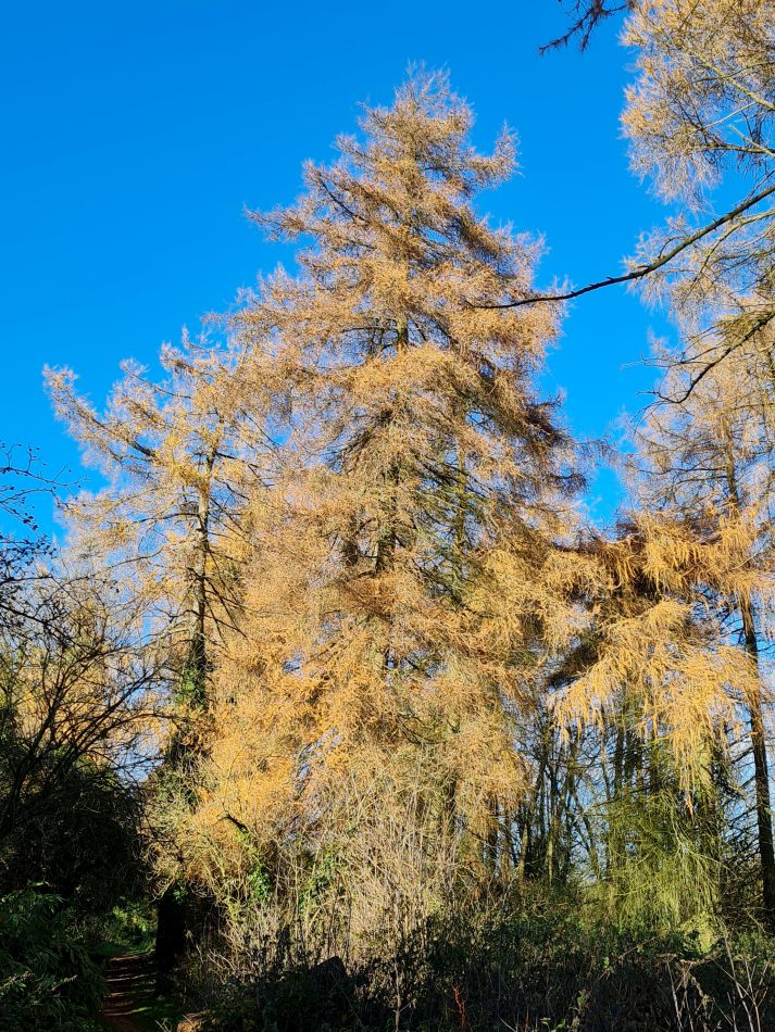 2021-11-26 33 Great Bedwyn and Crofton.jpg