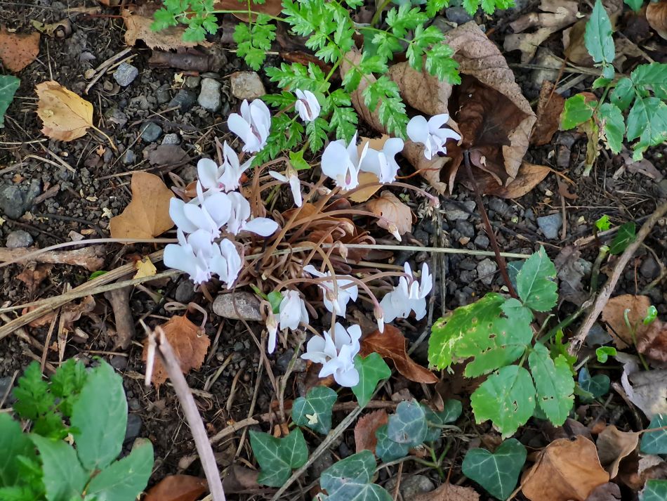 2022-09-17 50 Great Bedwyn.jpg