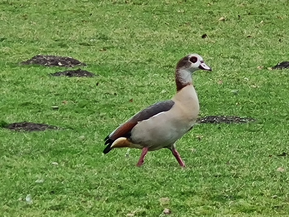 2021-12-14 14 Thetford.jpg