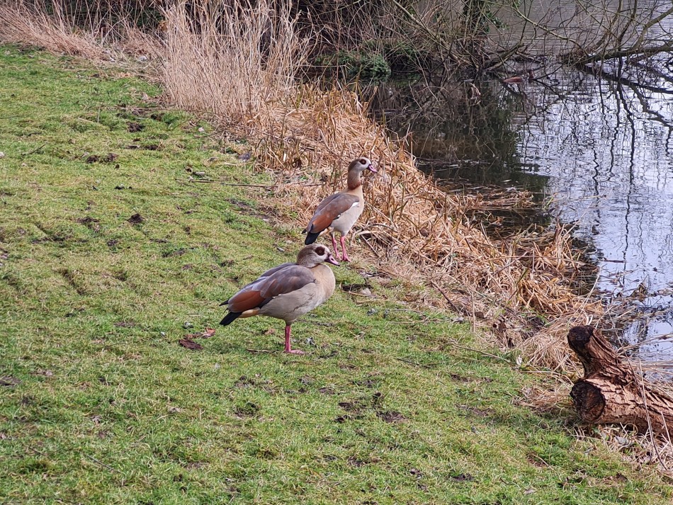 2022-03-03 08 Angles Way 1 - Thetford.jpg
