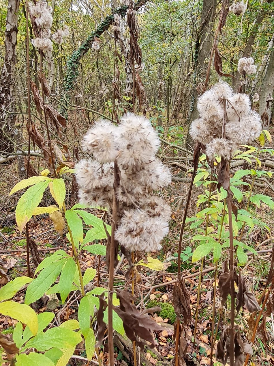 2022-11-11 18 Dersingham and Snettisham.jpg
