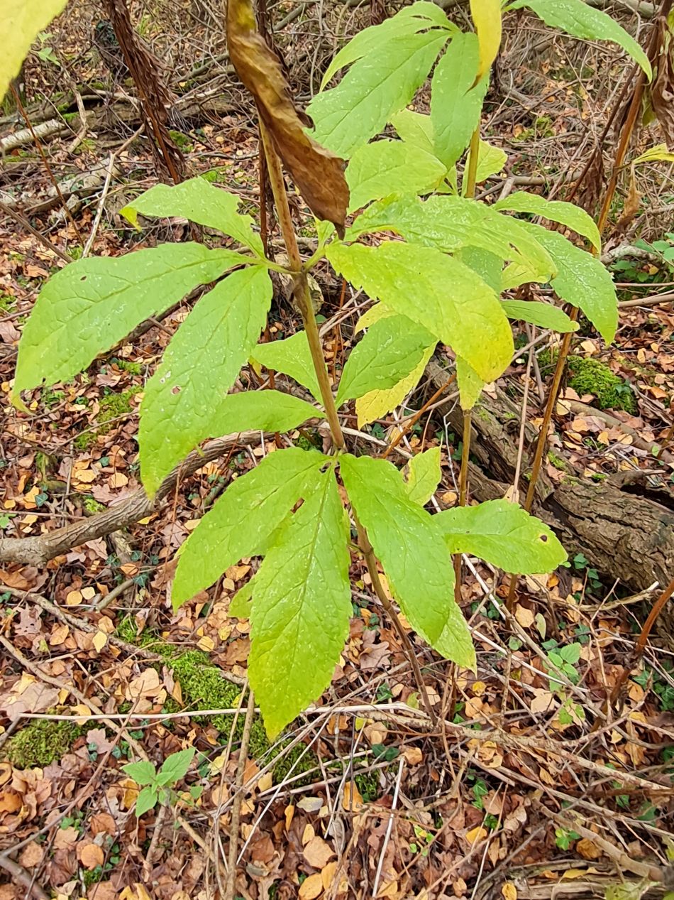 2022-11-11 19 Dersingham and Snettisham.jpg