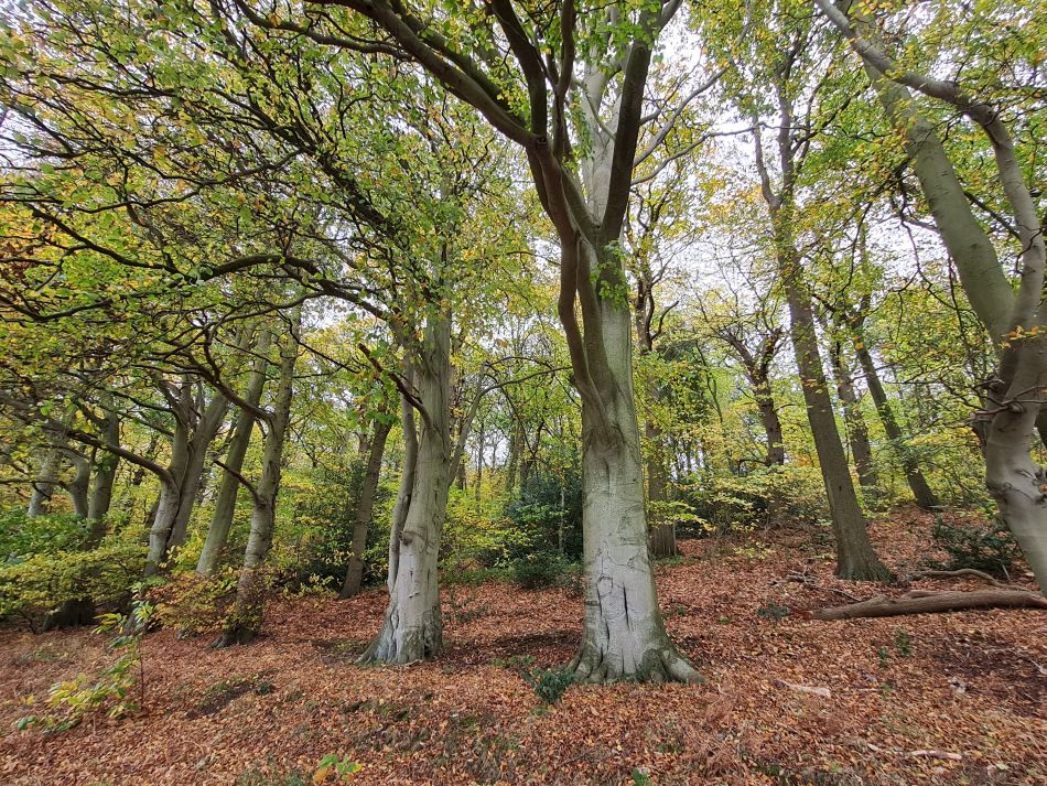 2022-11-11 24 Dersingham and Snettisham.jpg