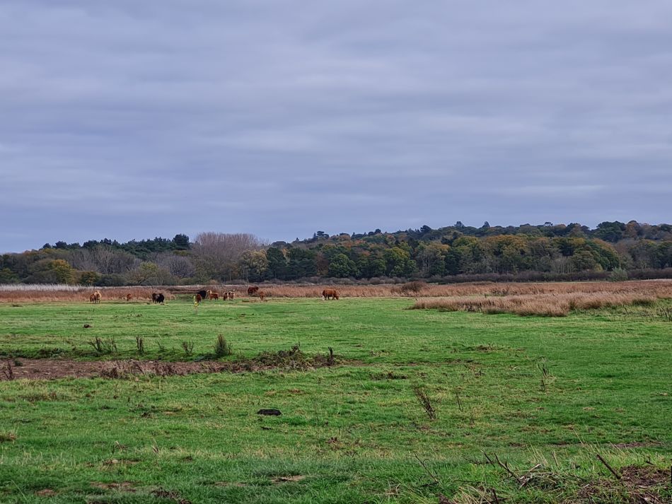2022-11-11 26 Dersingham and Snettisham.jpg