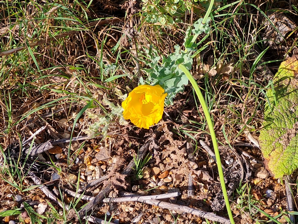 2023-09-22 05 Dersingham and Snettisham.jpg