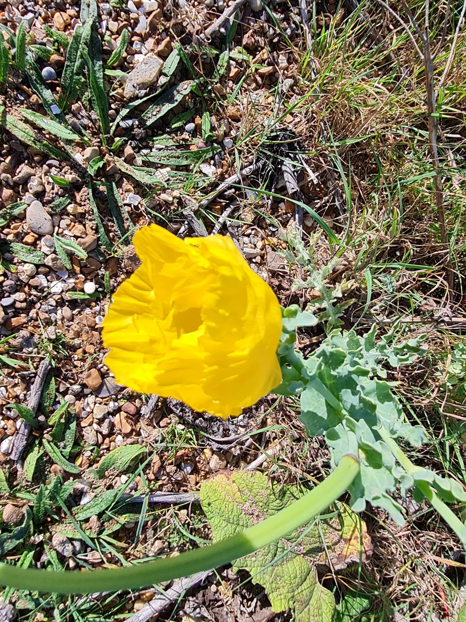 2023-09-22 06 Dersingham and Snettisham.jpg