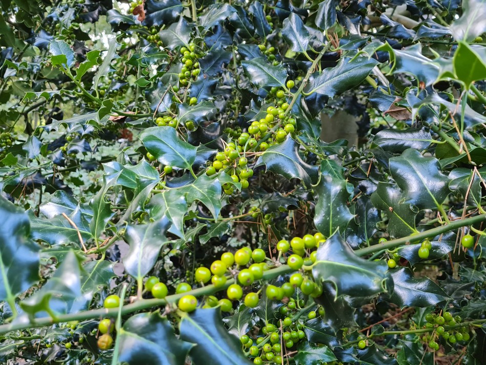 2023-09-22 32 Dersingham and Snettisham.jpg