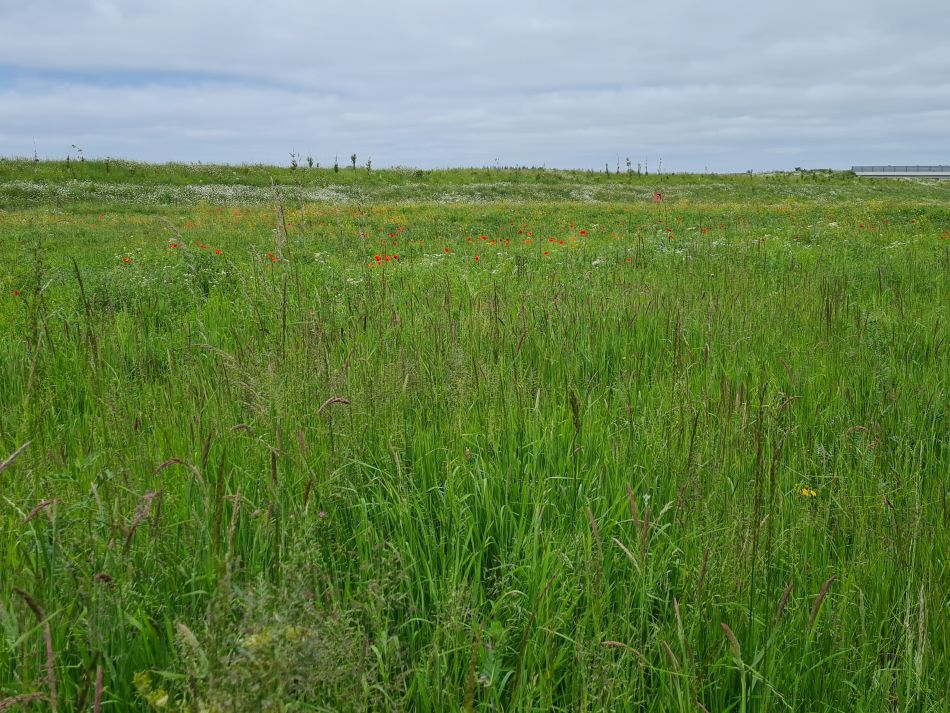2023-06-08 10 Wensum at Great Plumstead.jpg