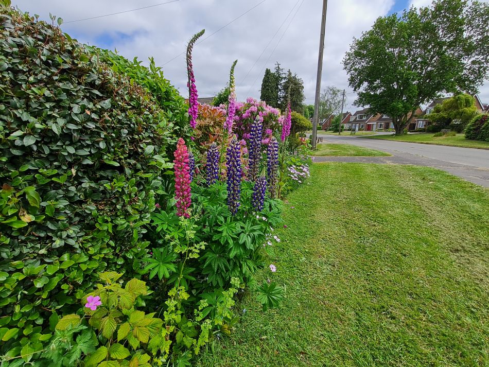 2023-06-08 13 Wensum at Great Plumstead.jpg