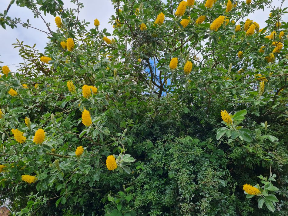 2023-06-08 14 Wensum at Great Plumstead.jpg