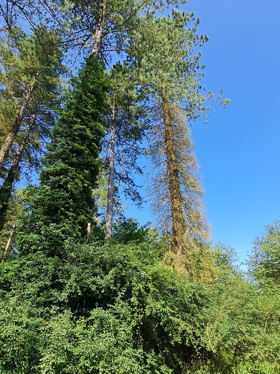 2023-08-08 06 Thorpe Forest.jpg