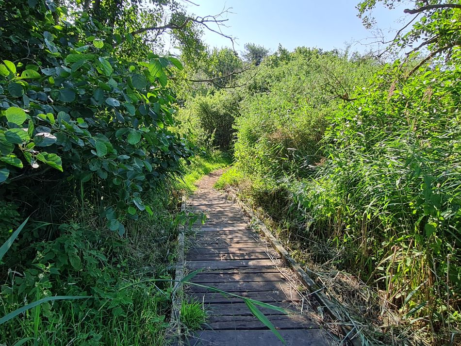 2023-08-08 07 Thorpe Forest.jpg