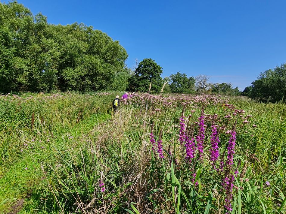 2023-08-08 09 Thorpe Forest.jpg