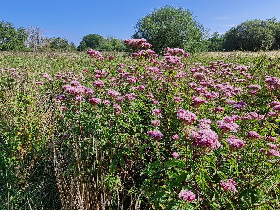 2023-08-08 10 Thorpe Forest.jpg