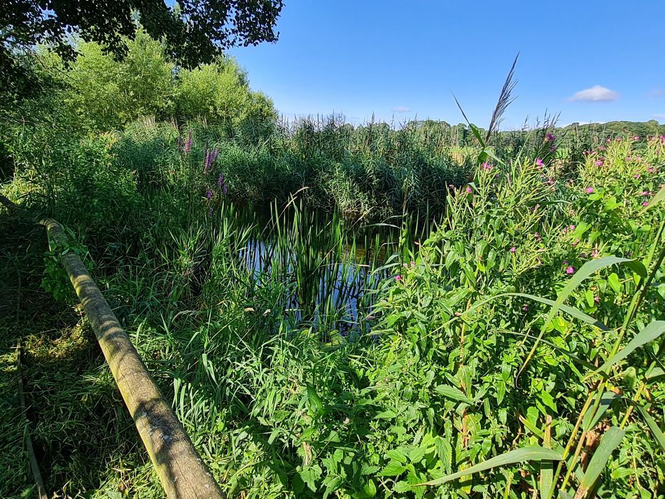 2023-08-08 11 Thorpe Forest.jpg
