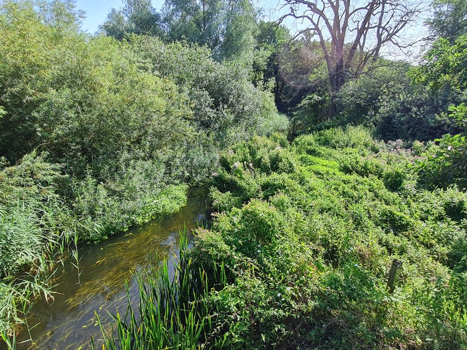 2023-08-08 15 Thorpe Forest.jpg
