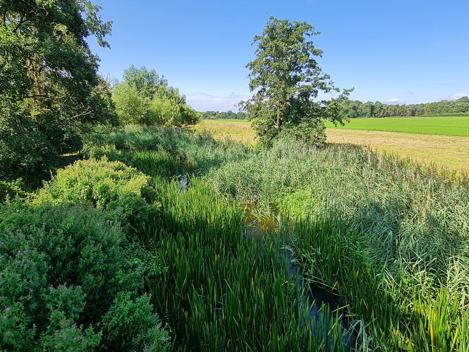2023-08-08 16 Thorpe Forest.jpg