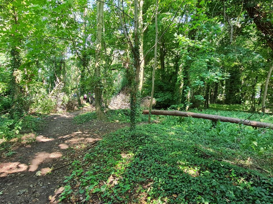 2023-08-08 17 Thorpe Forest.jpg