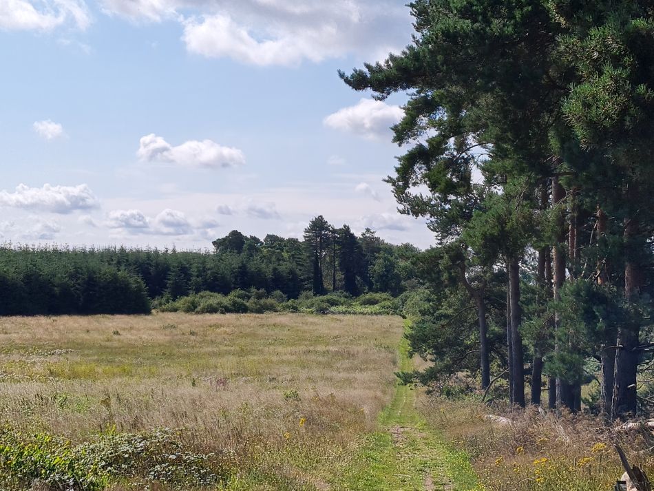2023-08-08 20 Thorpe Forest.jpg