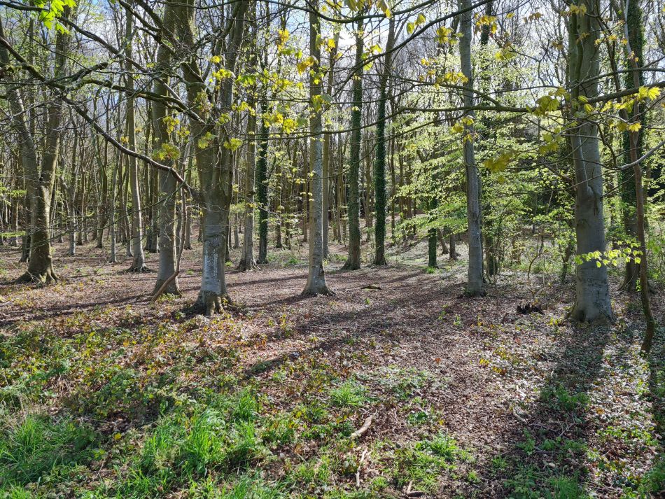 2024-04-20 06 Stoughton Down.jpg