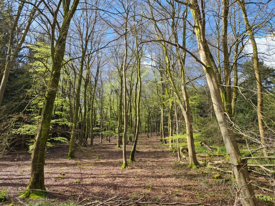 2024-04-20 07 Stoughton Down.jpg