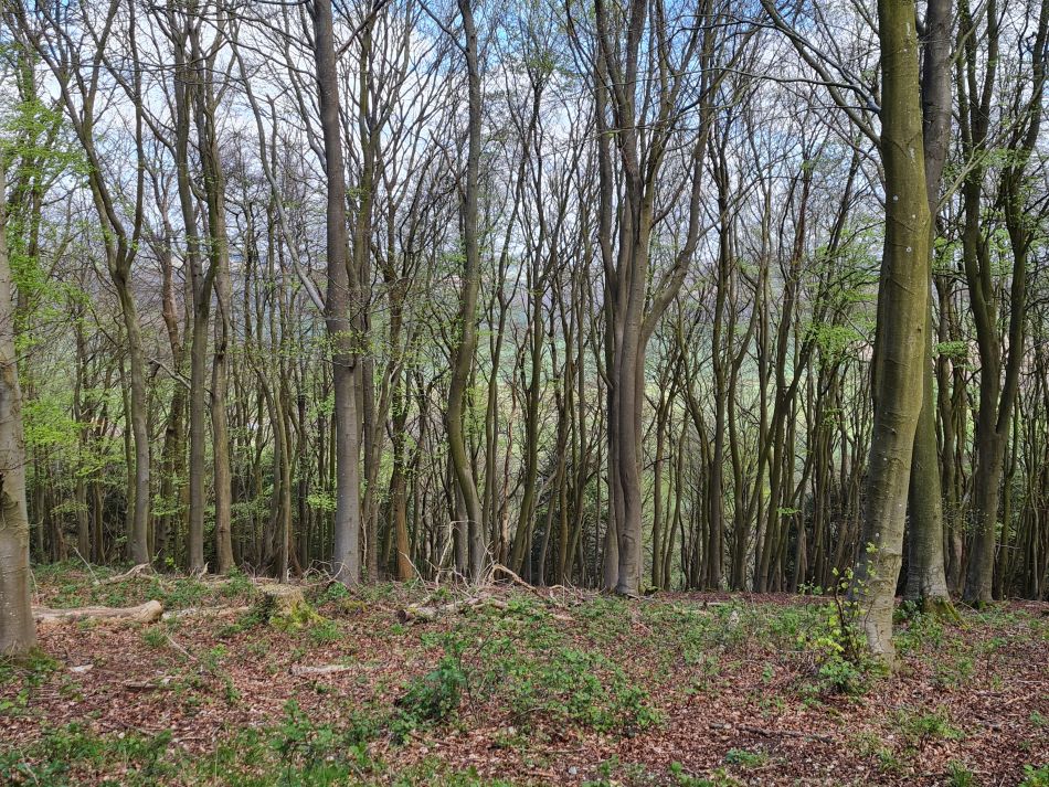 2024-04-20 21 Stoughton Down.jpg