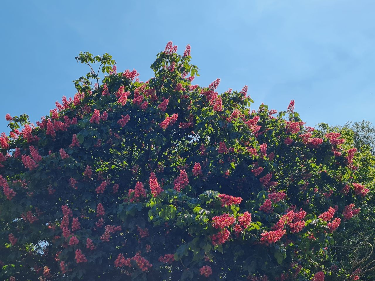 2025-05-14 30 Stoughton Down.jpg