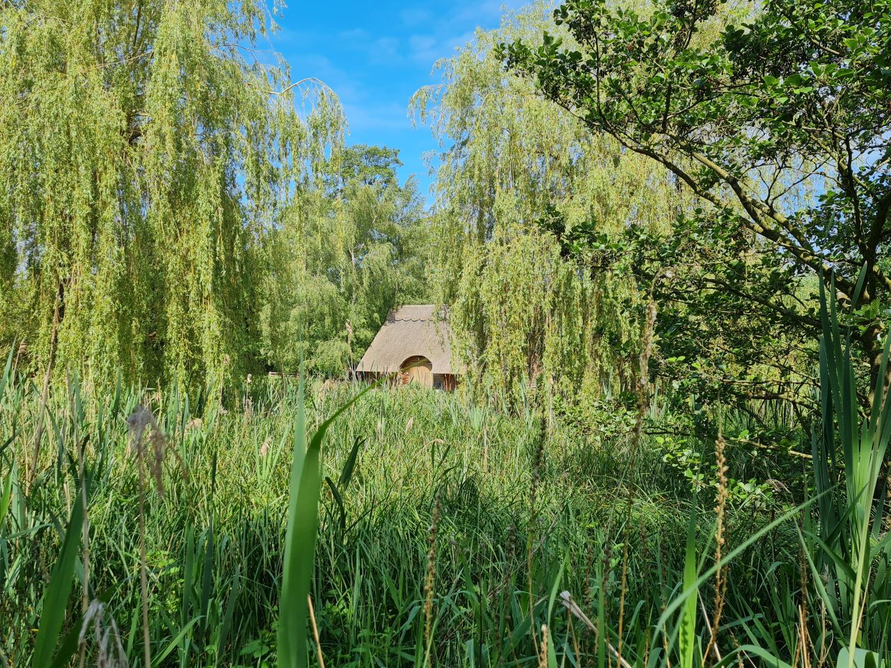 2024-06-04 07 Upton Fen.jpg