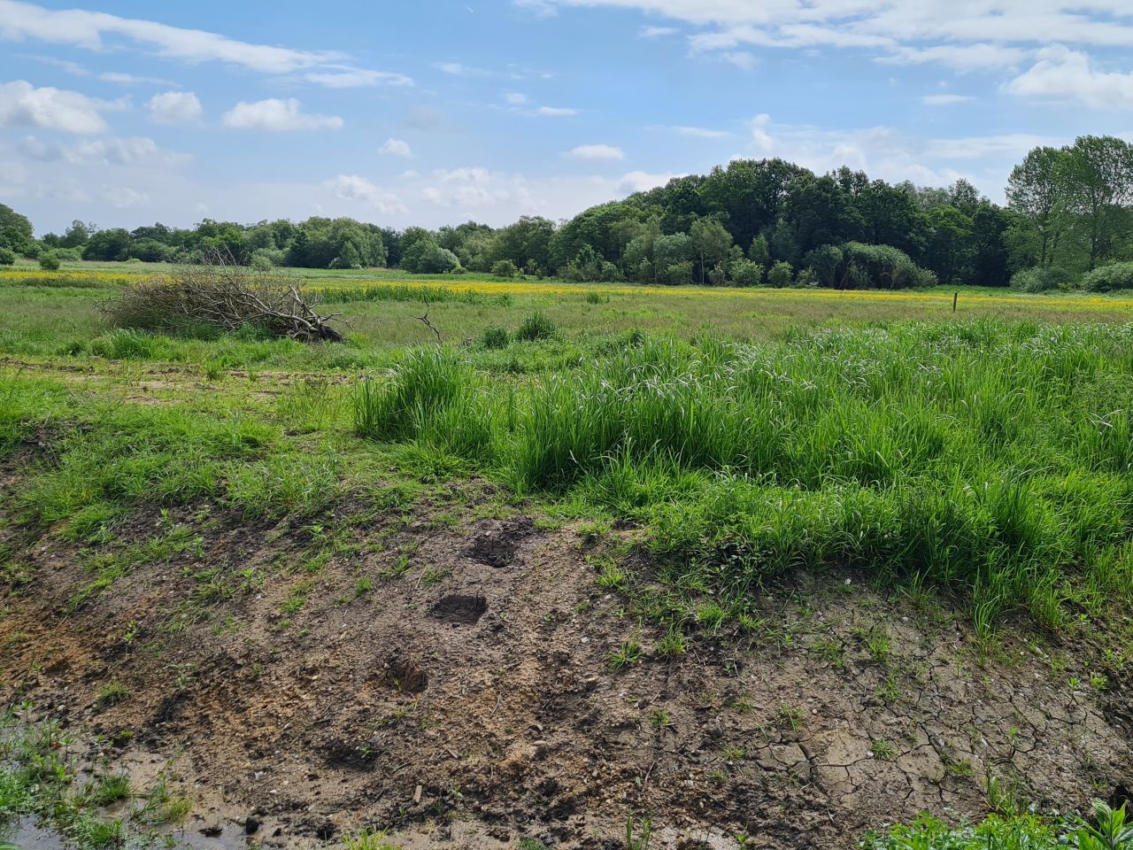 2024-06-04 12 Upton Fen.jpg