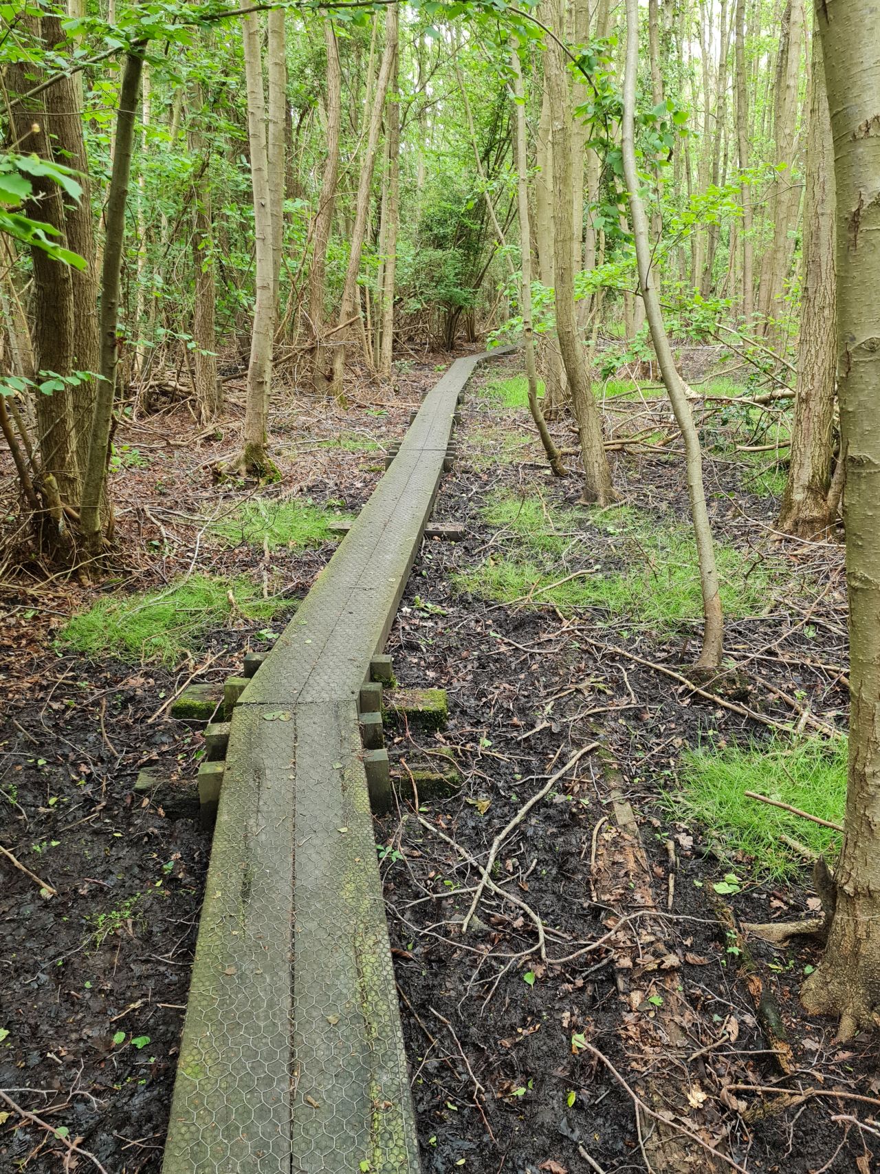 2024-06-04 16 Upton Fen.jpg