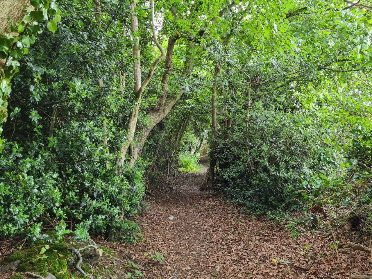 2024-06-04 18 Upton Fen.jpg