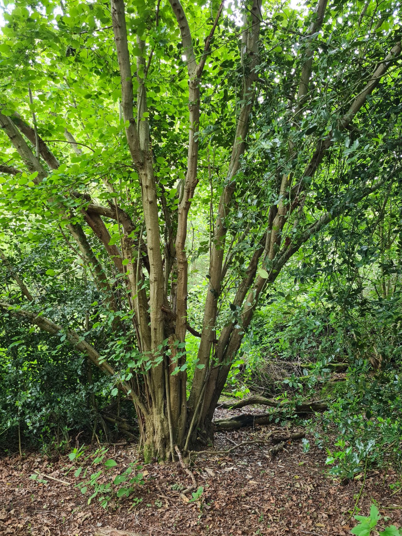 2024-06-04 20 Upton Fen.jpg