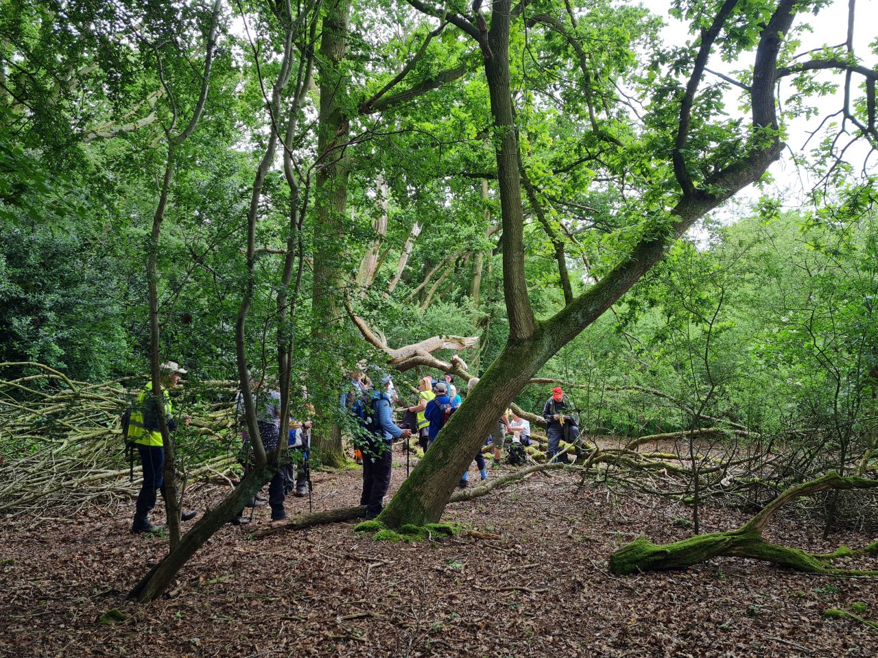 2024-06-04 21 Upton Fen.jpg