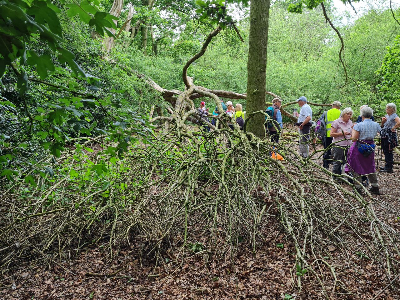 2024-06-04 22 Upton Fen.jpg