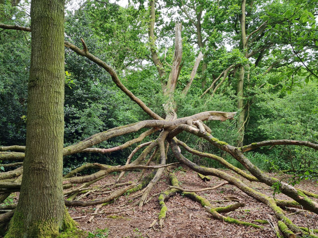 2024-06-04 23 Upton Fen.jpg