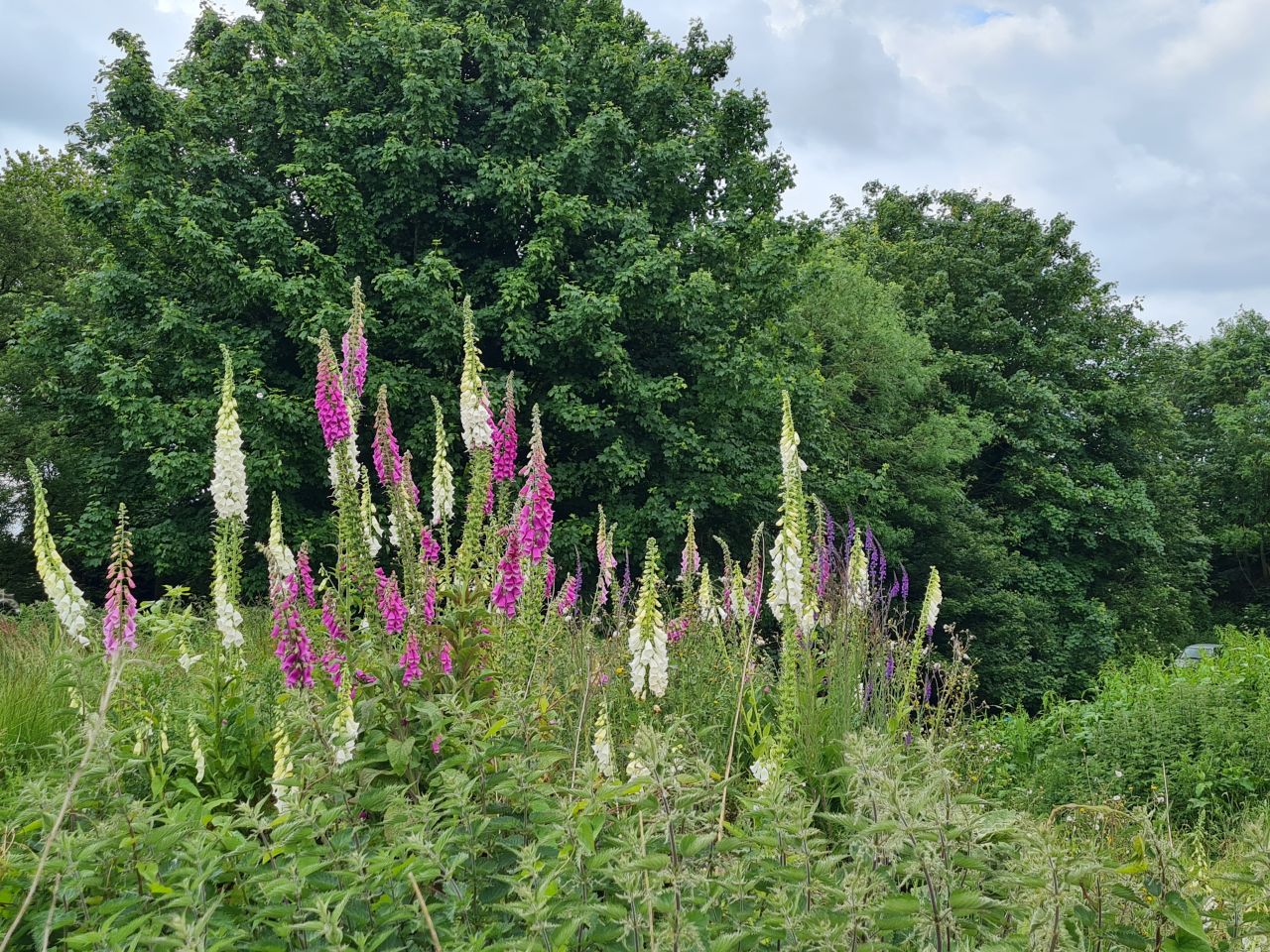 2024-06-04 24 Upton Fen.jpg
