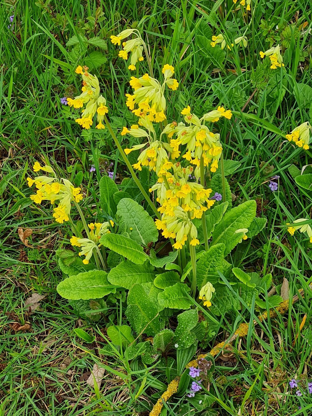 2025-04-19 05 Norton Little Green and Hunston.jpg