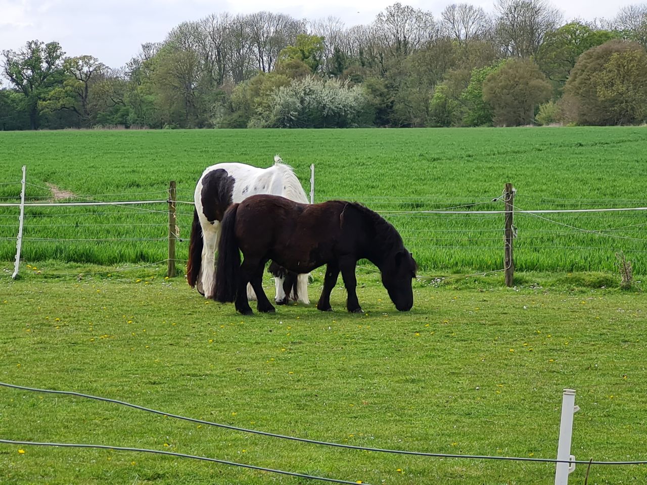 2025-04-19 18 Norton Little Green and Hunston.jpg