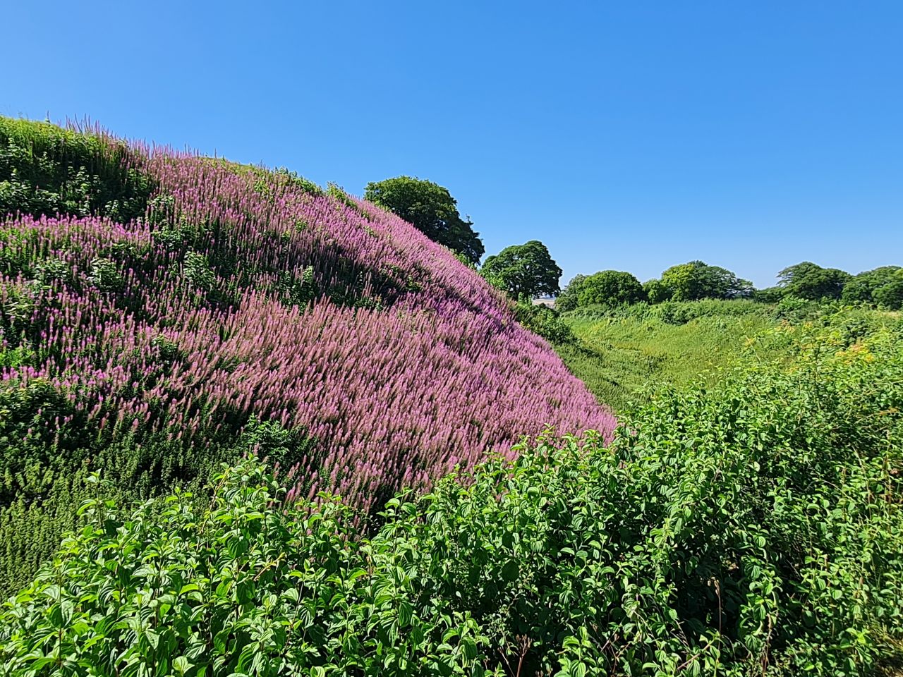 2025-07-09 23 Old Sarum.jpg