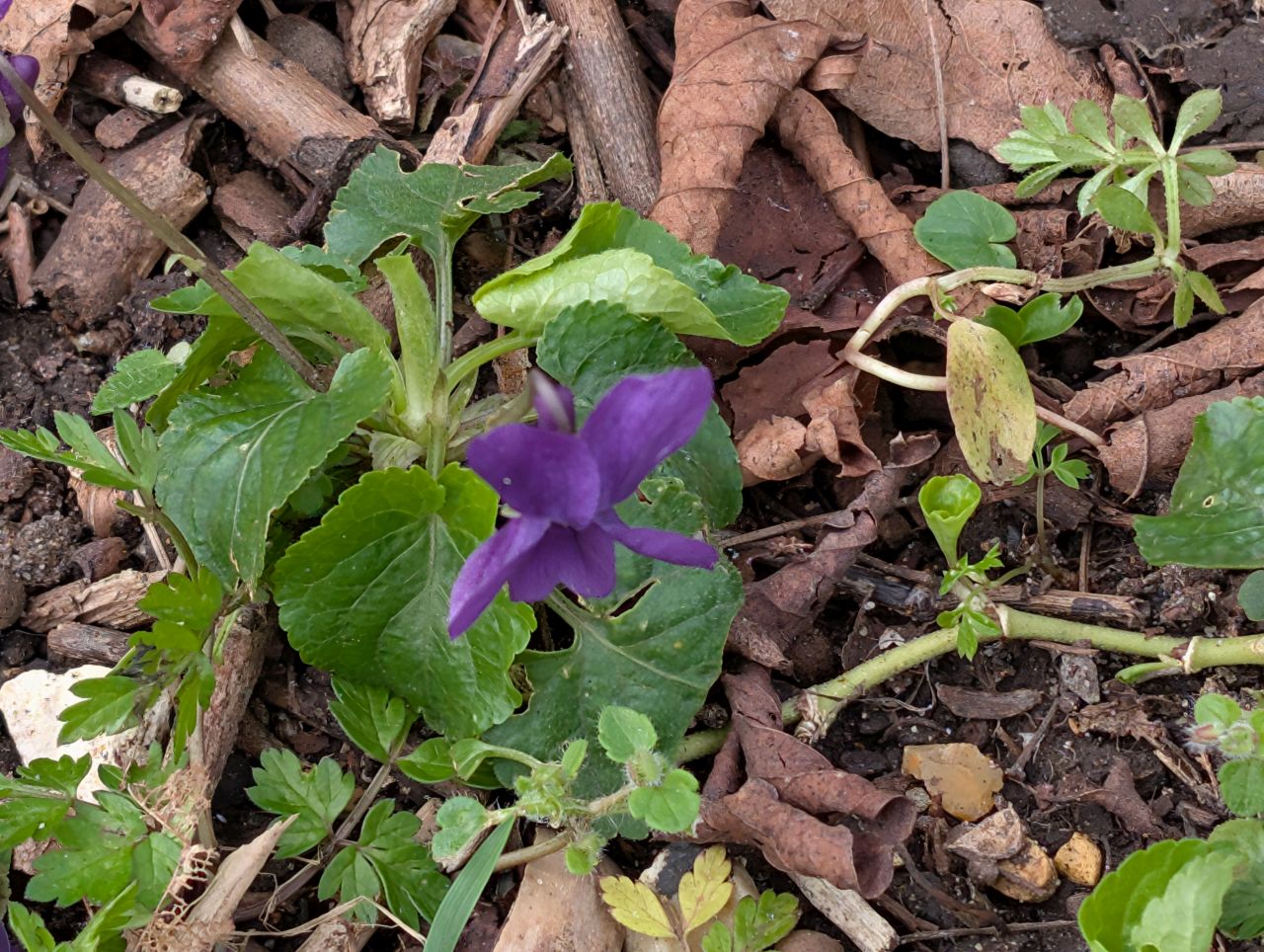 2026-03-17 36 Haverhill and Kedington.jpg