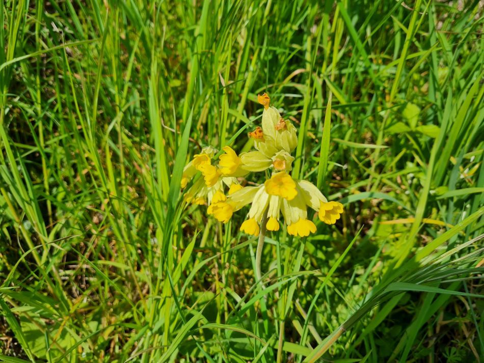 2023-05-03 02 Huntingfield.jpg