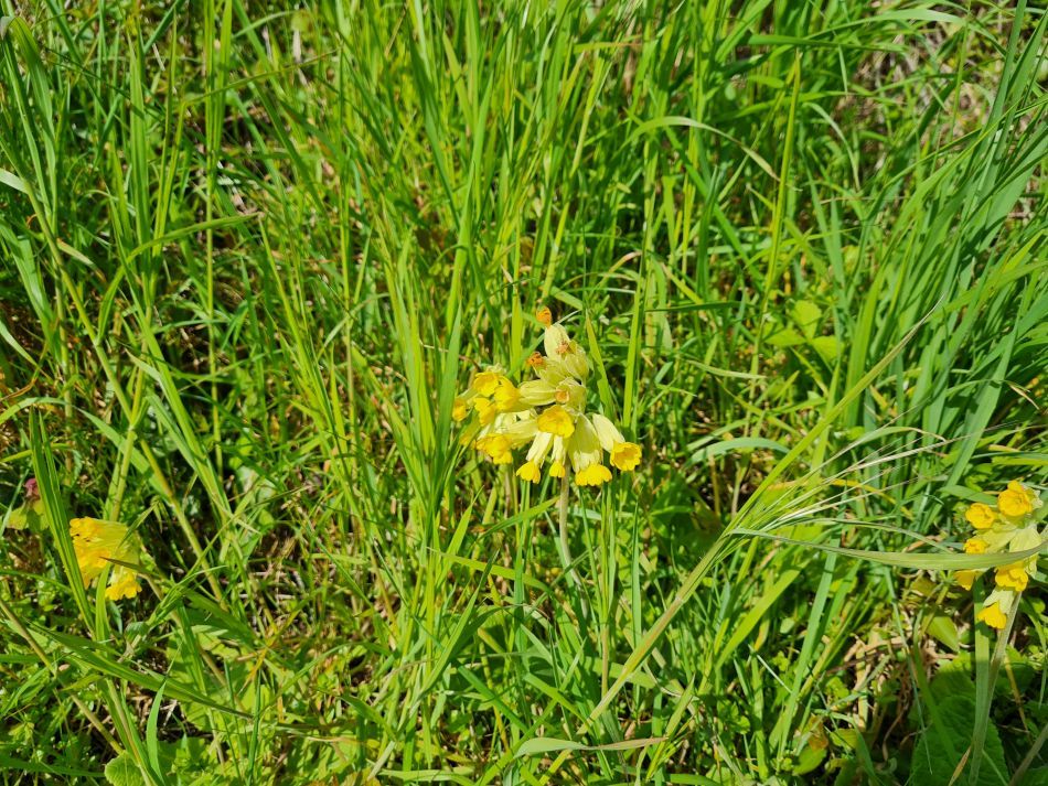 2023-05-03 03 Huntingfield.jpg