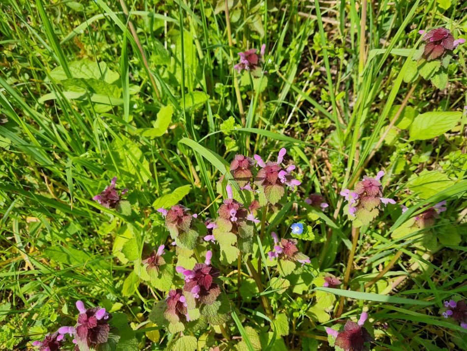 2023-05-03 04 Huntingfield.jpg